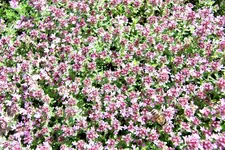 100_4131.webp