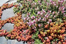 100_4133.webp