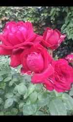 Screenshot_2017-06-09-13-36-08.webp