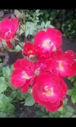 Screenshot_2017-06-09-13-36-00.webp