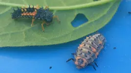 WhatsApp Image 2017-06-09 at 16.12.26 (3).webp