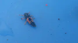 WhatsApp Image 2017-06-09 at 16.12.26 (1).webp