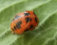 Marienkäferpuppe (1).webp