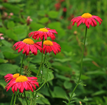 Margerite_daisy_pink_full bloom_900.webp
