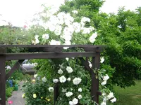 IMG_5522.webp