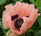 Türkenmohn 13.webp