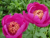 Pfingstrose 07.webp