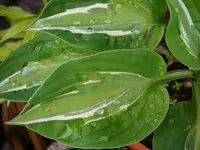 DSCI0281.jpg