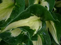 DSCI0285.jpg