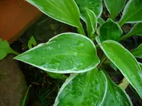 DSCI0286.webp