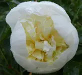 Pfingstrose 09.1.webp