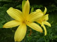 Taglilie 01.jpg