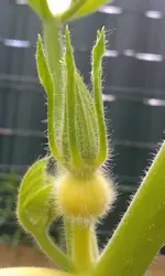 kürbisblüte 7.6..webp