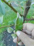 IMG_20170610_075605.jpg