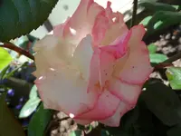 SAM_8154.webp
