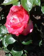 SAM_8155.webp