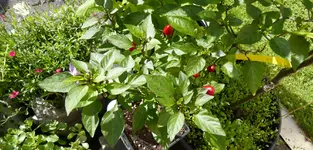 Equador Purpel.webp