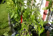 Chili unbekannt.jpg