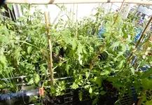 Tomaten hängend.webp