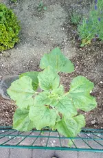 wilde sonnenblume.webp