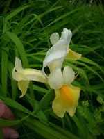 DSCI0296.webp