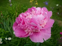DSCI0295.webp