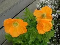 002 (9).webp