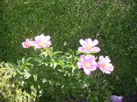 100_2328.webp
