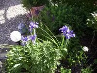 100_2331.webp