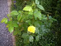100_2306.webp