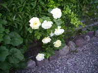 100_2314.webp