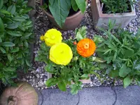 100_2332.webp