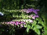 100_2342.webp