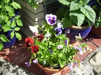 100_2346.webp
