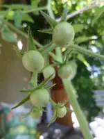 SAM_6531.webp