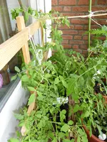 P1050922Himbeerrose.webp