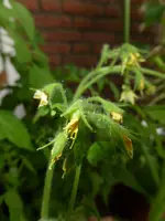 P1050923Himbeerrose.webp