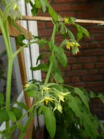 P1050924Himbeerrose.webp