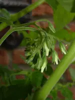 P1050928Johannisbeertomate.webp