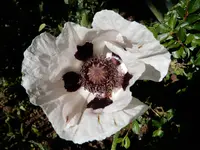 DSCN9233.webp