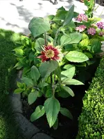 DSC00140.webp