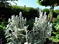 DSC00146.webp