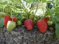 P1010009.webp