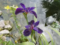 P1010015.webp