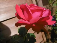 P1010020.webp