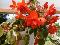 P1010022.webp