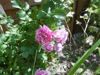 P1010026.webp