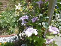 P1010031.webp