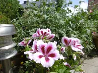 P1010033.webp