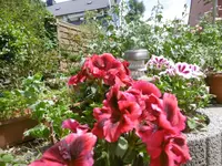 P1010034.webp
